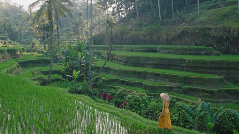 travel woman in rice field wearing yellow dress with hat exploring lush green rice terrace walking in cultural landscape exotic vacation through bali indonesia discover asia Video Stok