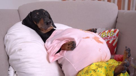 Very fat dachshund wearing spotted t-shirt, lies in a chair with popcorns and crumbs of junk food on its muzzle. Empty plastic cola bottles around. Unhealthy lifestyle or dog overeating concept