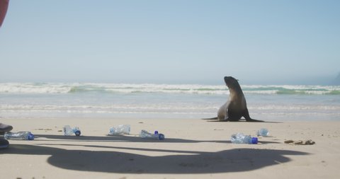 Side view mid section of a group of Caucasian female friends enjoying free time on a beach by the sea on a sunny day together, collecting rubbish from the beach, cute seal in the background in slow Video de stock