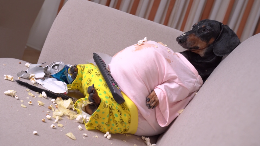 Fat dachshund dog in dirty t-shirt and shorts is sitting on the couch and degrading, watching football or reality shows. TV remote control is on huge belly. Empty soda can, popcorn, and trash around | Shutterstock HD Video #1047963955