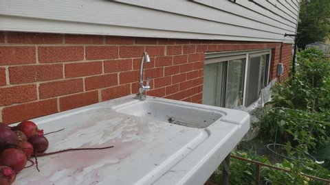 Home gardening - Putting just harvested or collected own grown red beets in plastic patio sink with table preparing for wash.