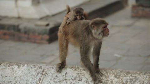 A momma monkey walking with her baby monkey on her back in Kathmandu, Nepal, temple.