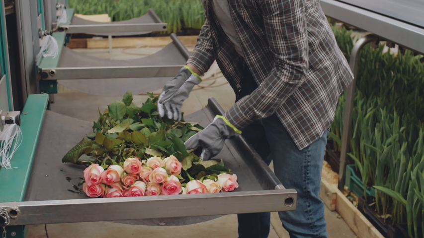 Caucasian man wearing casual clothes and rubber gloves working with roses in greenhouse