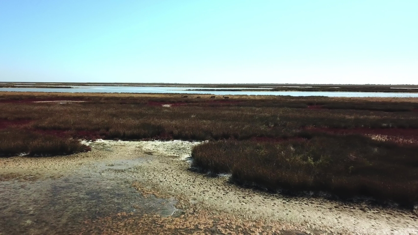 aerial view of deers in the autumn steppe, sika deers in the autumn steppe, Herd of deer in autumn steppe aerial, aerial view of deers in the wild