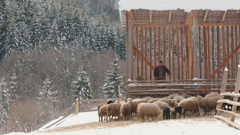 Purebred mountain sheep and rams winter in the mountains eating hay.