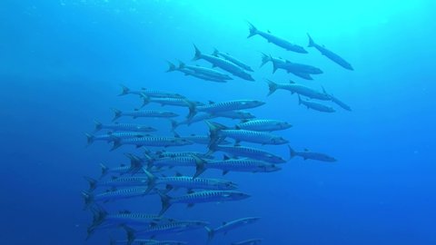 School of fish barracudas slowly swims on a blue water background. Blackfin barracuda - Sphyraena jelio, Underwater shots,  