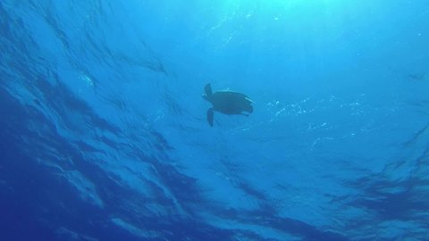 Sea turtle on blue water surface, Low-angle shot, Underwater shots. Green Sea Turtle - Chelonia mydas,  