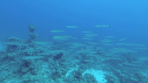 School of Barracudas swim over coral reef in the blue water background. Blackfin barracuda - Sphyraena jelio, Underwater shot