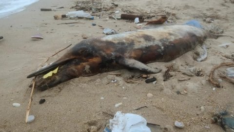 Closeup of dead young dolphin is washed up on the shore surrounded by plastic bottles, bags and other rubbish. Plastic garbage environmental pollution problem, ecological catastrophe. Movement forward