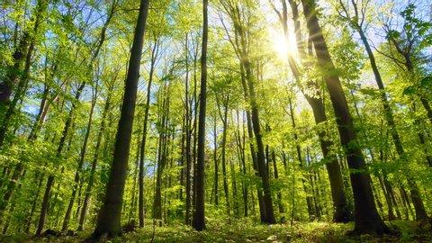 Scenic beech forest beautifully lit by warm rays of the spring sun, with camera panning