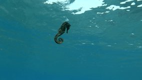 Seahorse swim under surface of blue water background. Underwater shot, Red Sea, Egypt