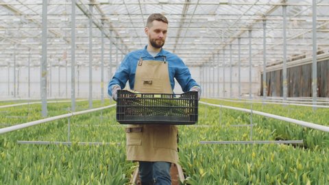 Caucasian man wearing apron and rubber boots holding box with plants seedlings going along greenhouse and then putting box on ground