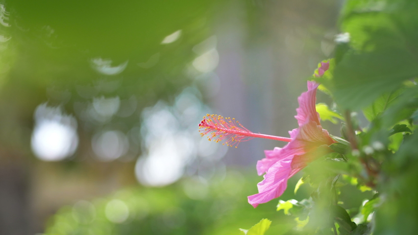 Hummingbird drinks nectar from pink flower in 4K Royalty-Free Stock Footage #1047994540