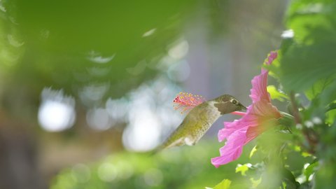 Hummingbird drinks nectar from pink flower in 4K