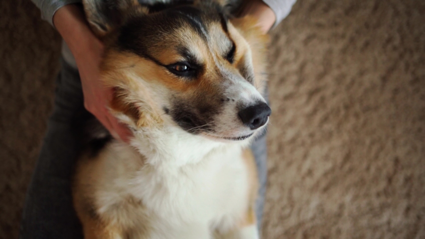 closeup top view cute relaxed corgi dog lying on womans legs. young girl sitting on floor and petting and stroking corgi dog