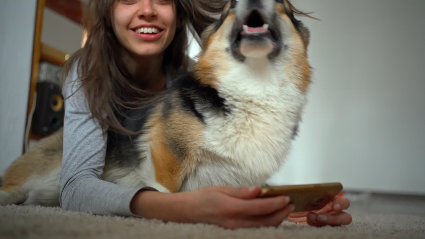 joyful smiling attractive young woman hugging cute corgi dog and taking selfie with pet using phone Royalty-Free Stock Footage #1047994624