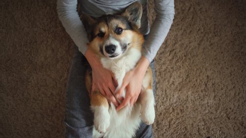 top view cute relaxed corgi dog lying on womans legs. young girl sitting on floor and petting and stroking corgi dog