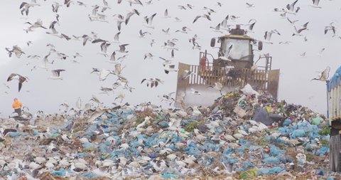 Flock of birds flying over vehicle working and clearing rubbish piled on a landfill full of trash with cloudy overcast sky in the background in slow motion