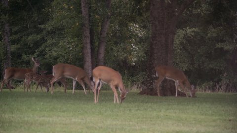 A herd of whitetail deer with fawns running and playing. In the back left a fawn tenderly puts its nose to its mother's.