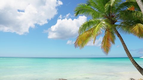 Bali island, a lone palm tree stands on the shore of a sunny beach on a sunny day. Blue sea and sky and horizon landscape. Summer sunny day on a paradise island. Sunrise on the sunny beach background.