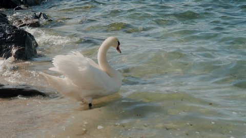 a white swan preens its feathers on the shore of lake geneva, switzerland