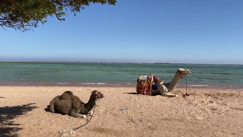Two lonely camels lie on the sand at Red Sea beach in Sharm El-Sheikh, Egypt