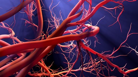 New blood vessel formation, 4k animation