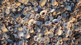 Background texture of small seashells on beach. Full HD video 1920x1080 motion