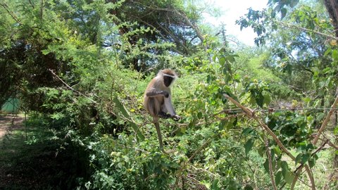 feeding vervet monkey in Lake Chamo in natural habitat, in natural habitat, Arba Minch, Ethiopia wildlife