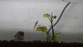 4k video of fish and shrimp aquarium