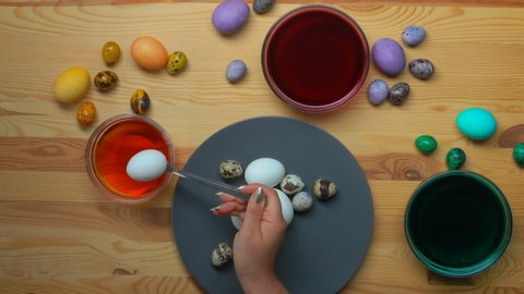 Easter preparations: Female hand puts white chicken eggs into the bowls with coloring solution to dye it for Easter