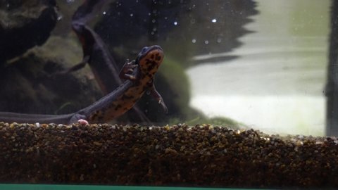 4k video of an aquarium of three newts