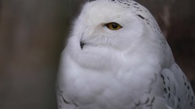 Close up of snow owl looking to the left and moving his head.