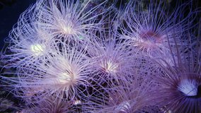 Sea anemone moving under water, nature underwater 4K footage