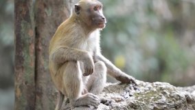 Portrait of male cute wild monkey sitting on a rock in tropical forest. Full HD video clip