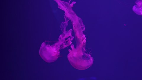 Two fluorescent pink jellyfish swimming in Aquarium pool. Close-up.