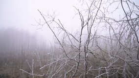 Beautiful twigs of plants in hoarfrost on a background of heavy fog. Stock background for your video. Spring Autumn sad atmosphere