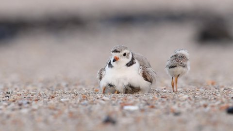 Piping plover mother with chicks video clip in 4k