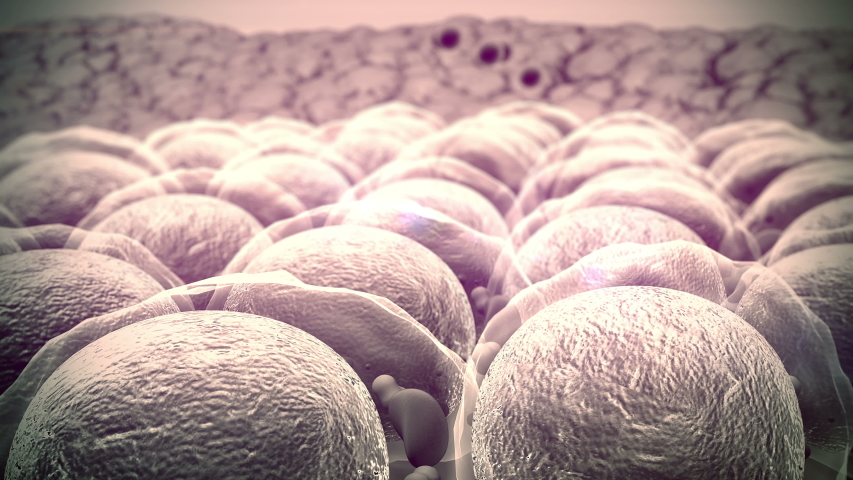 Fat cell and  Macrophage, field of  fat cells, High quality 3d render of fat cells,  cholesterol in a cells | Shutterstock HD Video #1048061260