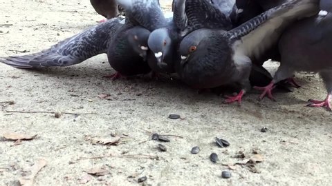 Closeup large group of pigeons eating seeds from the ground