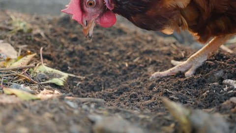 A beautiful chicken in the countryside is looking for worms in the ground. Slow motion