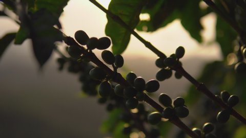 
Silhouette of a tree full of green coffee fruits at the Sunset, Close Up, Slow Motion