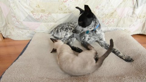 Young dog and cat play fighting on top of a dog bed