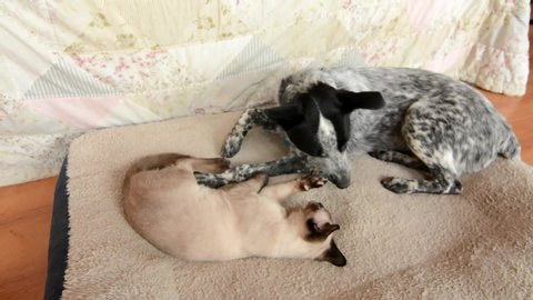 Siamese cat and black and white spotted dog having a friendly sparring session on top of a dog bed