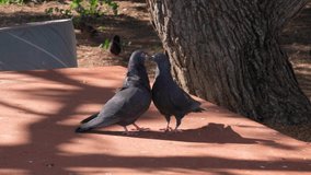 This video shows two pigeon birds kissing or fighting together with their beaks.