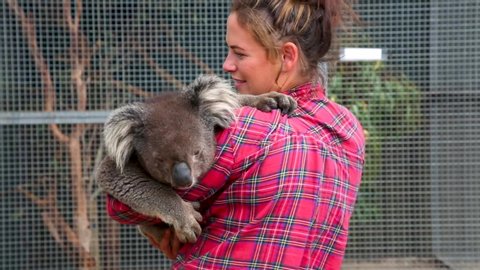 A volunteer animal worker holds a large koala
