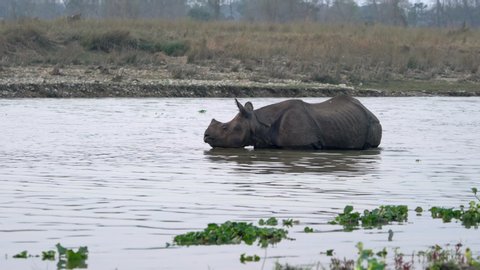 A young male One-Horned Rhino swims through a river in the Jungle of Nepal in Chitwan National Park