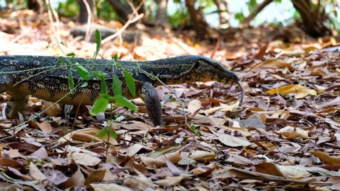 Large Water Monitor Lizard Walking Through Brown Leaves