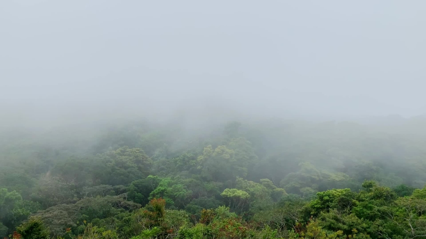 Heavy mist in the forest, mountains in Sai Kung, Hong Kong