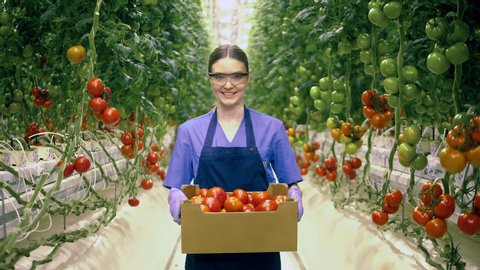 Industrial vegetable cultivation, gathering of fresh crop. Young woman holds a basket with tomatoes and smiles.